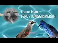 Masteran Trucuk Isian TEPUS TUNGGIR MERAH Gacor Vareatif
