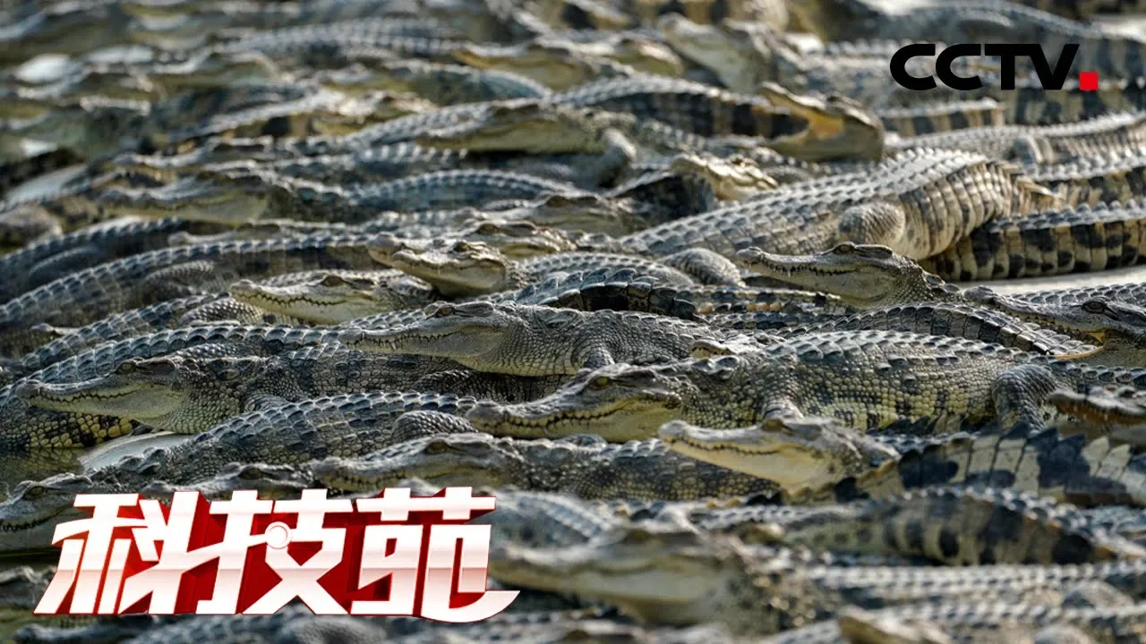 《科技苑》池塘里住着“清道夫” 20190509 | CCTV农业