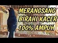 Download Lagu TERAPI BIRAHI KACER SANGAT AMPUH MENAIKAN BIRAHI DAN EMOSI