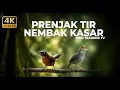Lagu 🔴 Live Masteran Tembakan Prenjak Betina Gacor Tir Panjang vs Tepus Kepala Abu Gacor Kasar