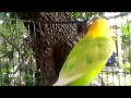 Download Lagu AMPUH UNTUK PANCING LOVEBIRD PAUD BALIBU 2 BULAN, NYAUT NGEKEK, SUARA LOVEBIRD NGETIK