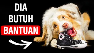 Download 11 Pertanda Anjing Stres yang Mungkin Tidak Kamu Sadari MP3