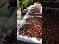 Download Lagu Did someone say chestnuts?🌰 #italy #offgrid #nature #alpsmountains #mountainlife #chestnuts