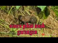 Download Lagu SUARA PIKAT ANAK GARANGAN MEMANGGIL INDUKNYA TERBARU