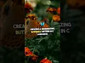 Butterfly Pattern Printing in C