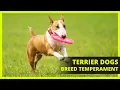 TERRIER BREEDS TEMPERAMENT Diverse attributes that set one type from another