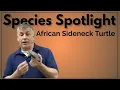 Species Spotlight The African Sideneck Turtle