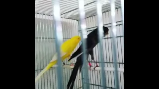 سبحان الله كناري لون أسود نادر 