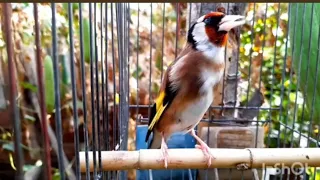 صوت طائر الحسون خلوي 2025 لتدريب والتحفيز الفراخ الحسون على الغناء 