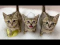 Tiny Abandoned Kittens Take Their First Bath Together They re Scared at First