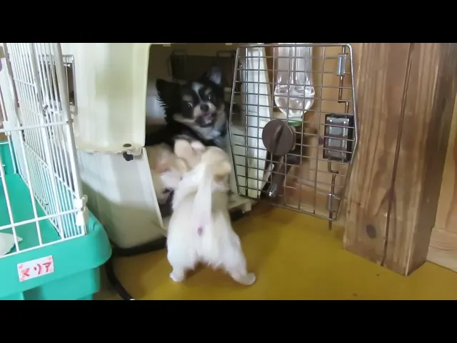 動画