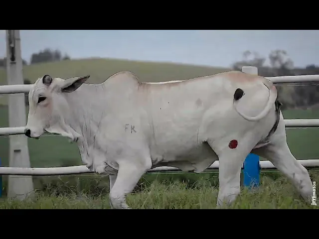 Novilha Nelore SGN - 2808