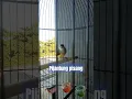 Download Lagu pijantung pisang mulai rajin ,Nembak.