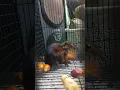 Download Lagu Tupaia picta (tupaiidae) painted treeshrew tupai tanah #animalshorts #tupai