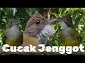 Download Lagu Cucak Jenggot Masteran Murai, Suara Jernih 1 Jam Nonstop. #masteranburung#cucakjenggot #muraibatu