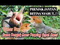 Download Lagu Suara Prenjak Jantan Betina Ampuh Buat Pikat \u0026 Masteran