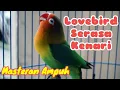 Lagu masteran lovebird isian kenari, tanpa iklan,  dijamin burung gacor