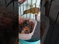 Download Lagu Indukan Sogon Betina Sedang Meloloh Memberikan Makanan Kepada Anak-anaknya supaya Sehat dan Gacor