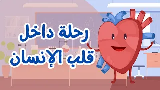 أتعلم ماذا يحدث داخل قلب الإنسان فيديو تعليمي للأطفال 