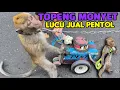 Lagu FUNNY MONKEY TOPENG MONYET LUCU NGAMEN MAIN GITAR FULL ATTRACTION