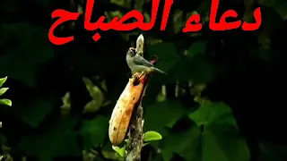 اجمل واروع دعاء الصباح رنات اسلاميه رائعه خاشعه من القلب دندنها