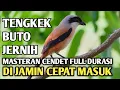 Lagu Masteran Cendet Isian Tengkek Buto — Full Durasi, Dijamin Cepat Masuk!