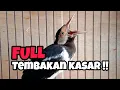 Download Lagu TEMBAKAN JALAK SUREN GACOR FULL ISIAN KASAR ‼️