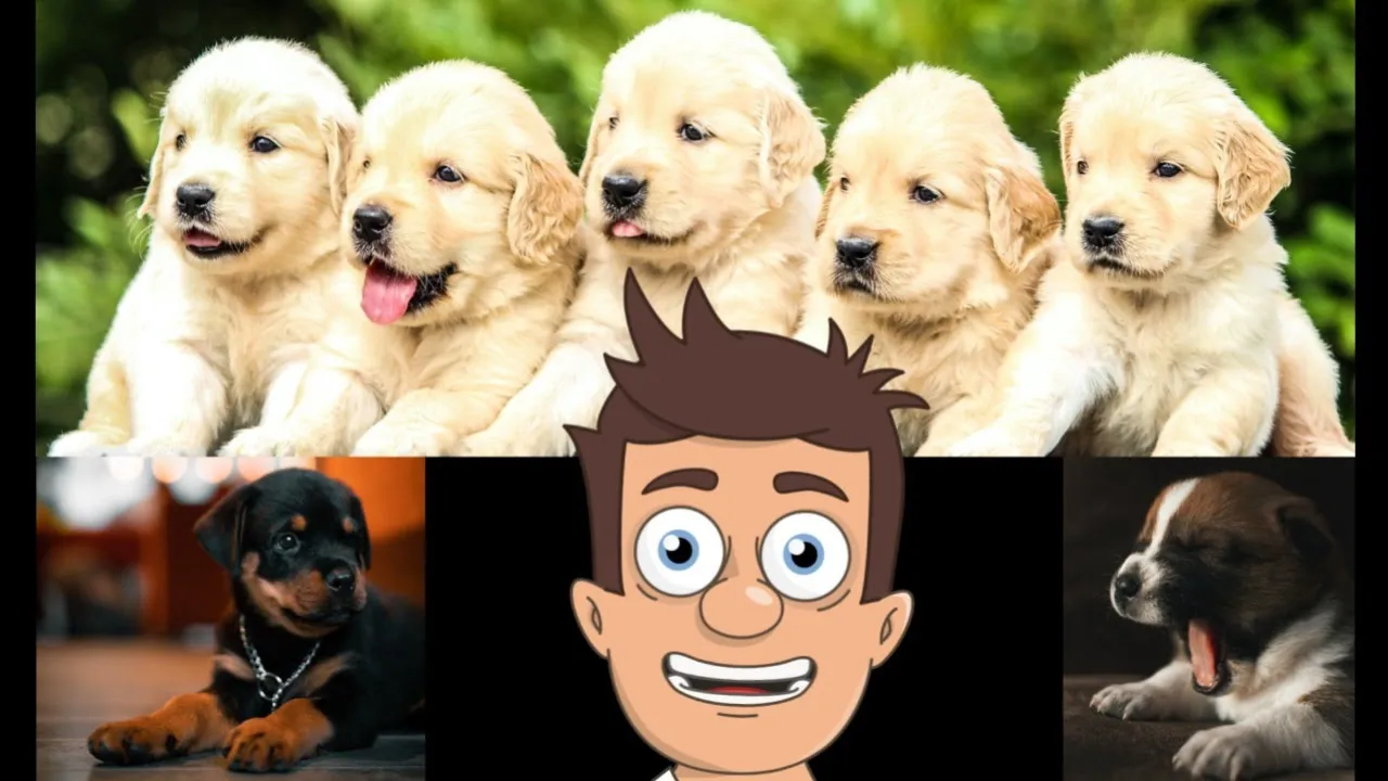 Bobi the OLDEST dog and more facts about dogs