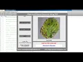 Plant Disease Detection Using Image Processing Matlab Project With Source Code Leaf Disease Detect