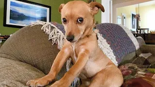 This FUNNY PUPPY Will Turn Your Day Around 😁 Funniest Animal Videos