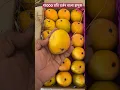 Download Lagu Alphonso Mango | Hapus Aam #alphonsomango #hapus #mango