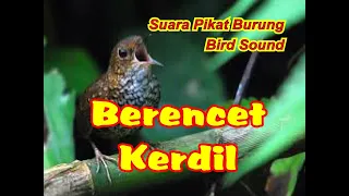 Download SUARA PIKAT BURUNG BERENCET KERDIL | SUARA BURUNG BERENCET KERDIL MP3