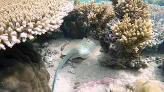 نغمة توكلت في رزقي علي الله خالقي 