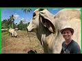 Download Lagu Super WOW NA SA LAKI ANG AMING MGA FATTENING...