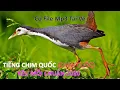 Tiếng Chim Quốc (Chim Cuốc) Kêu Mồi Chuẩn 2020