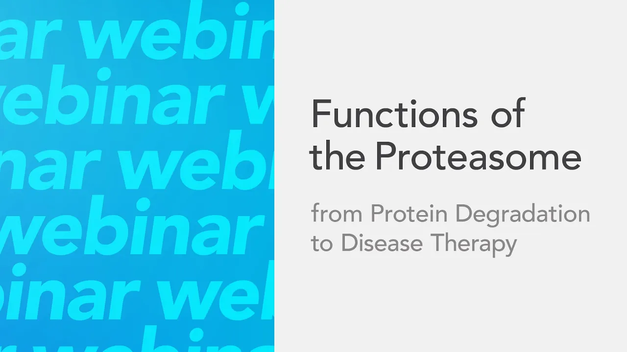 Functions of the Proteasome From Protein Degradation to Disease Therapy
