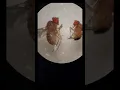 Download Lagu Drosophila melanogaster in Stereo Microscope. #laboratory #molecularbiology #kannuruniversity