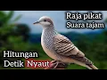 Download Lagu PERKUTUT LOKAL GACOR SI RAJA PIKAT ‼️ suara PANCINGAN  PALING TAJAM. 