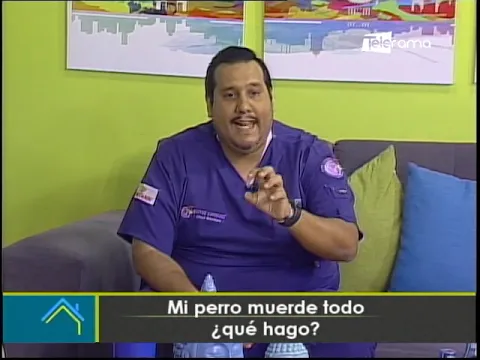 Mi perro muerde todo ¿Qué hago?