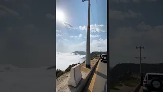 غزال الجنوب 