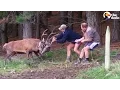 Deers Stuck in Fence Untangled by Farmers The Dodo
