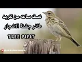Download Lagu نصف ساعه من تغريد طائر جشنة الاشجار - Tree Pipit