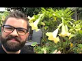 Download Lagu 🌺🇬🇧 MY COMPLETE CARE GUIDE TO BRUGMANSIA *ANGEL TRUMPET * UK  #tropical #brugmansia #howto Download Lagu 🌺🇬🇧 MY COMPLETE CARE GUIDE TO BRUGMANSIA *ANGEL TRUMPET * UK  #tropical #brugmansia #howto