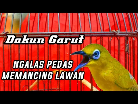 Download MP3 SUARA ALAMI PLECI DAKUN GARUT NGALAS PEMANCING PLECI BAHAN