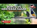 Download Lagu Burung Pukul Cocok Pakai Masteran Ini Tembakan Cucak Cungkok Kolibri Manggar \u0026 Srigunting Abu Abu