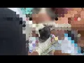 Download Lagu Detik-detik Lahirnya Kepala Bayi #persalinan