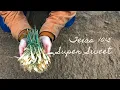 How To Plant 1015 Texas Super Sweet Onions Gardening Tips