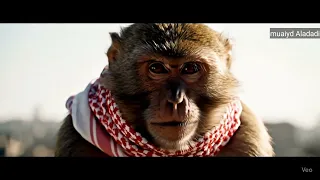 حرب القرود قرود ابها والطايف 