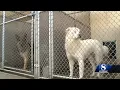Animal shelters on the Central Coast face overcrowding issues