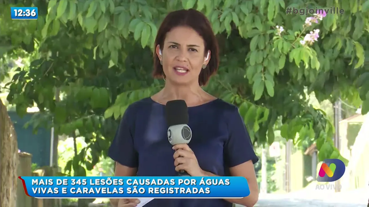 Mais de 345 lesões causadas por águas vivas e caravelas são registradas